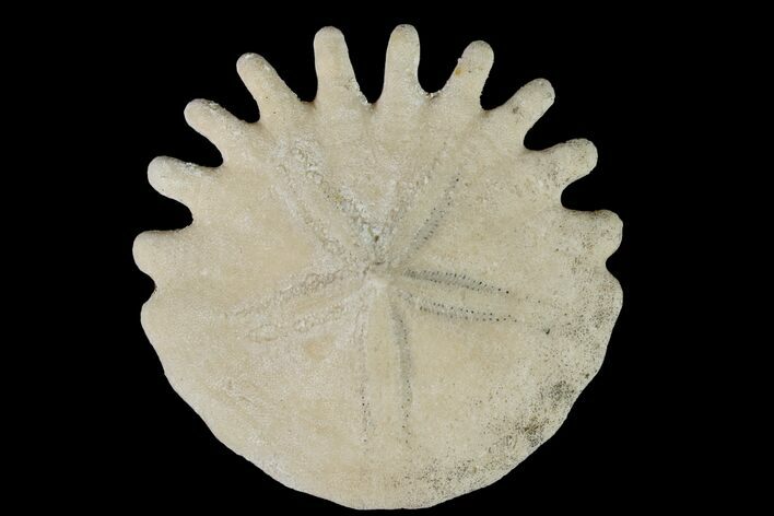Fossil Sand Dollar (Heliophora) - Boujdour Province, Morocco #160276
